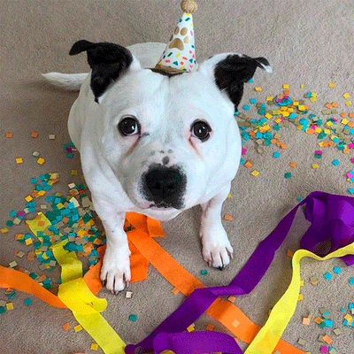 party hat for dog